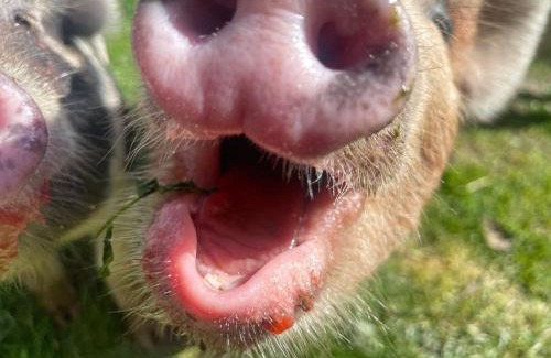 Marwood Casa | Ruby's Retreat! Farm Stay! North devon! Sleeps 6! Beaches Exmoor!