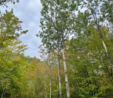 Stoneham Casa | Rustic Cabin in Maine Woods-The Beech