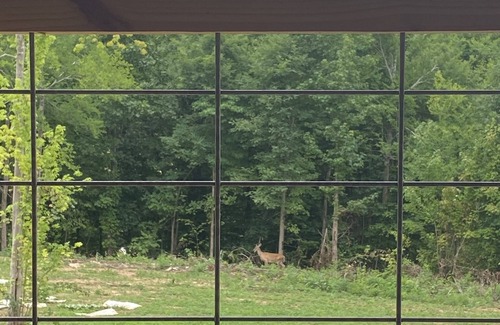 Newport Cabina | Rustic Charm in the Great Smoky Mtns