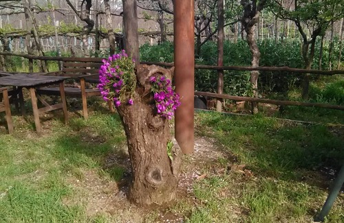 Tramonti Casa | COSTA AMALFITANA, casa rodeada de vegetación de las montañas Lattari.