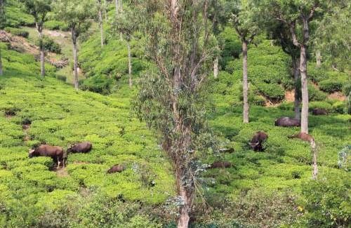 Coonoor Complejo | Rustling River Resort