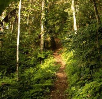 Miringuava Cabina | Sítio Eco-Betel Chalé Pitanga