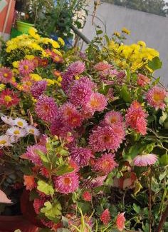 Allahabad Alquiler De Eote | Sachan homestay