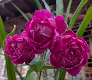 Mavis Bank Casa | Sacred Acres