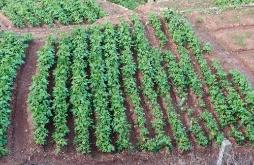 Kodaikanal Casa | SAMS Cottage - Kodaikanal