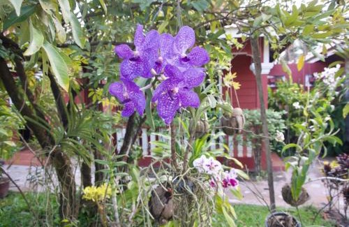 Svay Pao Cama Y Desayuno | Sanctuary Home Stay