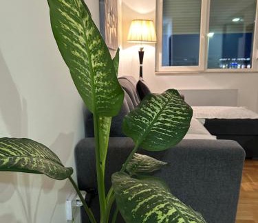 Pirot Apartamento | Sava lux apartman