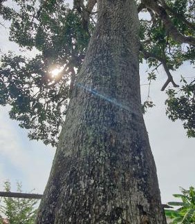 Central Seberang Perai Casa | Sayang Di Kaki Bukit