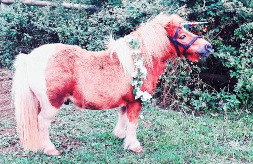 Welcombe Casa | Secluded converted horsebox Retreat in Welcombe