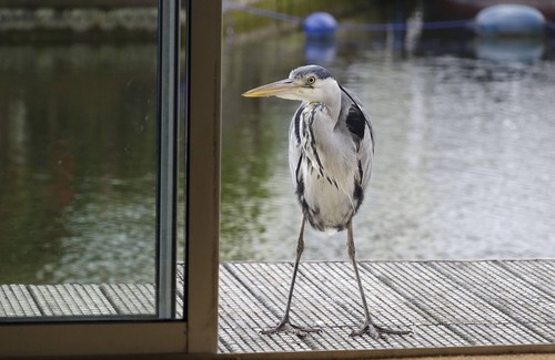 Hoveton Cabaña | Self Catering 2 dormitorios señuelo Kingfisher en Wroxham, Norfolk, Norfolk Broads, Inglaterra