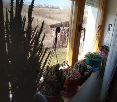 Central Serbia Apartamento | Seosko turističko domaćinstvo MILKA