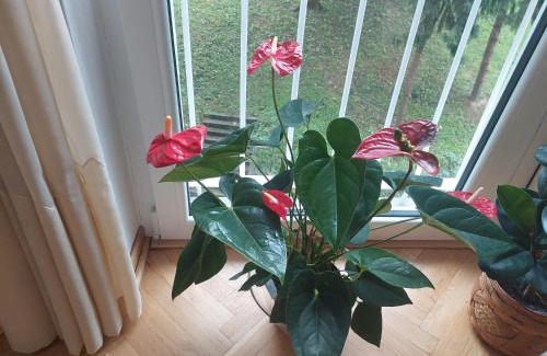 Sevojno Apartamento | Sevojno Studio