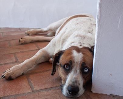 Gloria Casa | Sharish - Monte Das Estevas