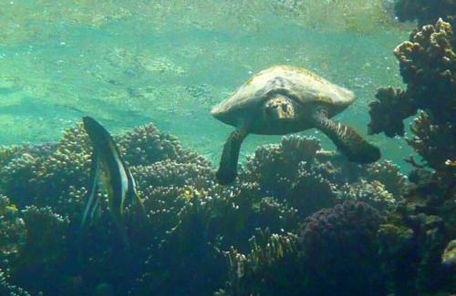 Soma Bay Otro | Sharm El Naga Resort and Diving Center