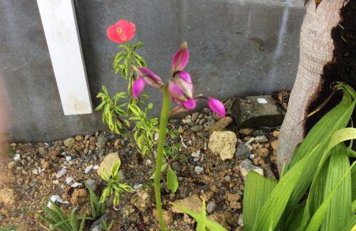 Okinawa Casa | Shimanchu Guest House Yuien