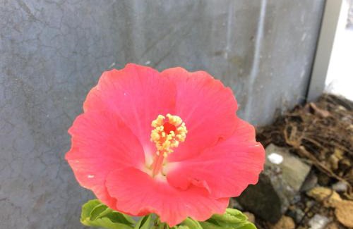 Okinawa Casa | Shimanchu Guest House Yuien