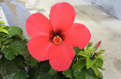 Okinawa Casa | Shimanchu Guest House Yuien