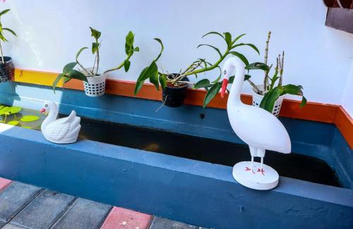 Alappuzha Casa | Shining Star
