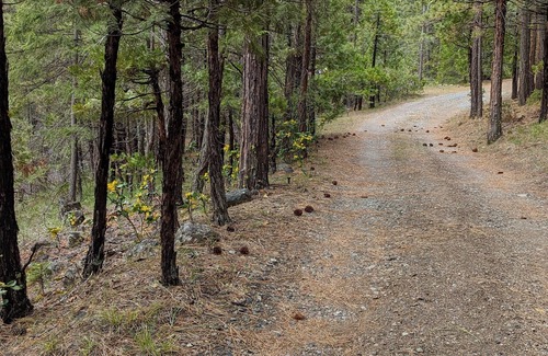 Weed Cabaña | Shivangini Cottage at Healing Waters of Shasta