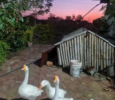 Ujjain Hotel | Shree Agrawal Family Dhaba And Room