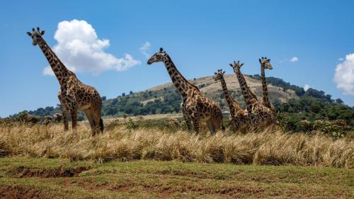 Arusha Cama Y Desayuno | Sia