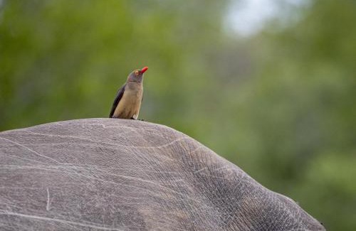 Thorny Bush Game Reserve Apartamento | Simbavati Mvubu Cottage