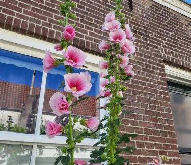 Zierikzee Apartamento | Slapen bij Van-V
