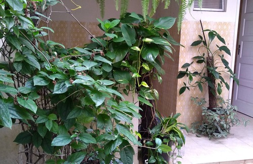 Jordanopolis Casa | Sobrado Confortable con muy verde. Jardín en el lugar y plaza en frente.