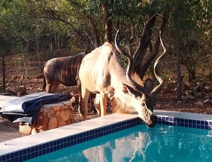 Marloth Park Casa | Sonador Bush House