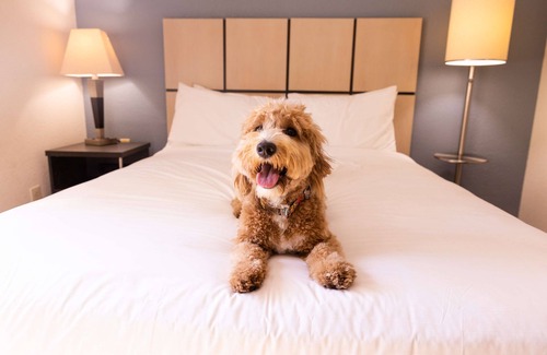 South Hills Hotel | Sonesta Simply Suites Pittsburgh Airport