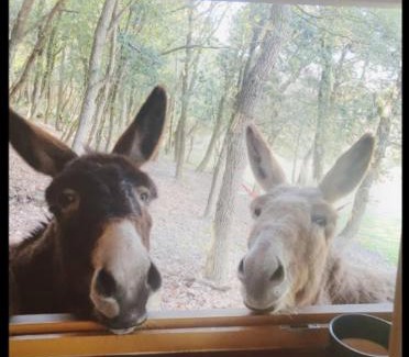 Alairac Apartamento | Spa Balnéo animaux aux portes de Carcassonne