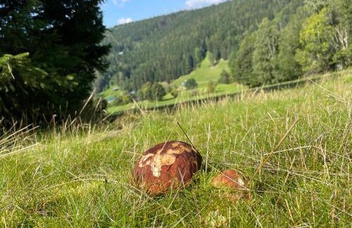 Horni Dusnice Apartamento | SPA SPA - Roubenka