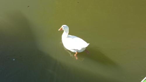 Bornheim Alquiler De Eote | Sportboot Lorenzo
