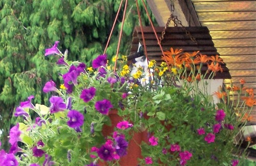 Anglemont Casa | S t. Ives Resort on Shuswap - 1 hab con loft, frente al lago, admite mascotas, muelle, boyas