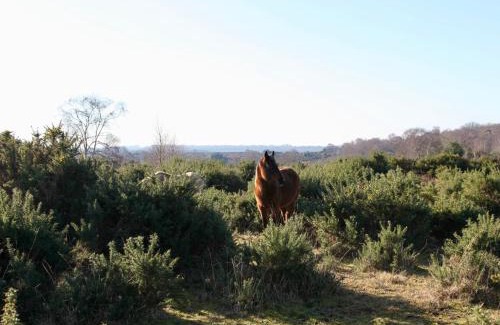 New Forest District Casa | Stable Cottage