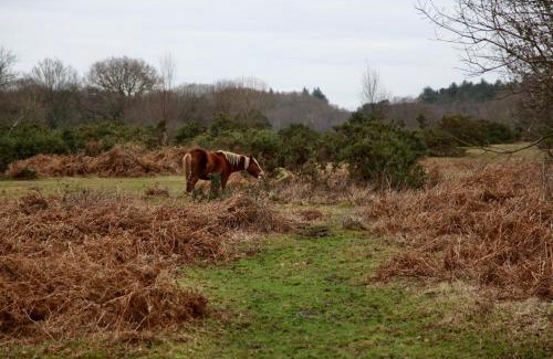 New Forest District Casa | Stable Cottage