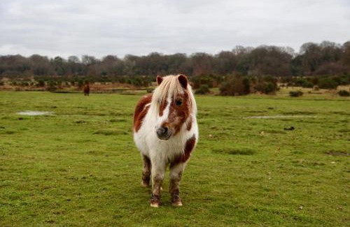 New Forest District Casa | Stable Cottage