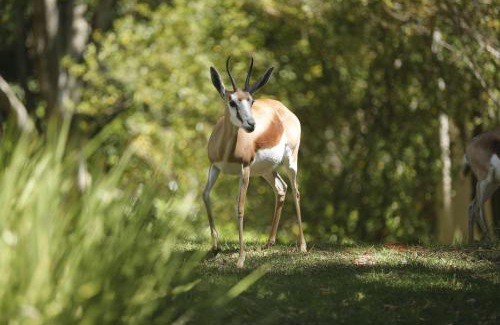 Constantia Casa | Strelitzia Cottage