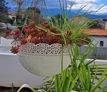 Maureillas-Las-Illas Apartamento | Studio côté jardin