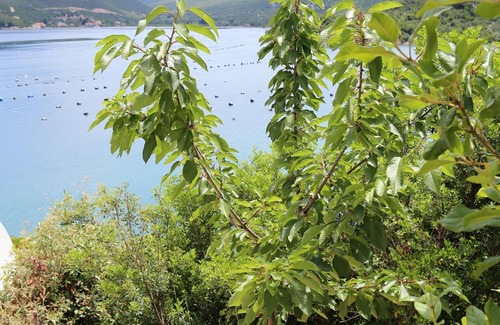 Putnikovic Apartamento | Apartamento-estudio en la playa Kabli, Peljesac (AS-10221-a)