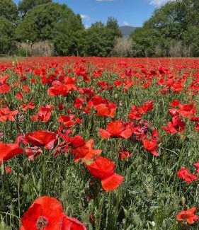 Lourmarin Apartamento | Studio indépendant avec piscine proche Lourmarin