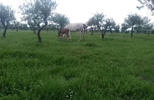 Aups Apartamento | Studio indépendant dans Ferme Equestre
