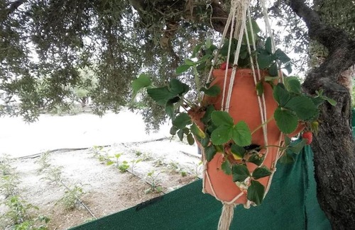 Ferma Apartamento | Studio with sea view