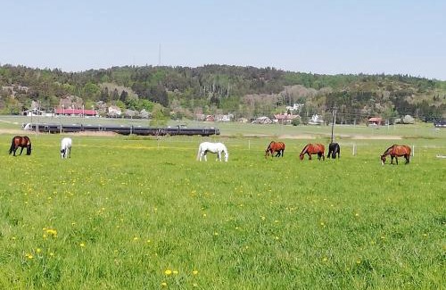 Kungsbacka Cabina | Stuga på Hammarbergs Gård