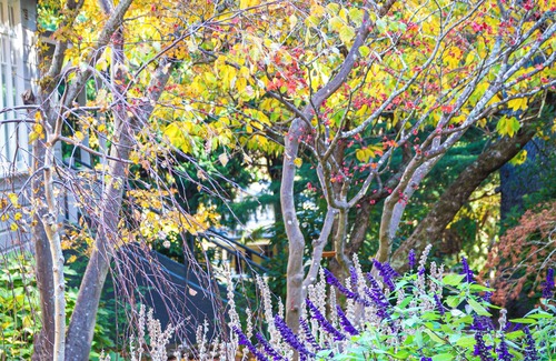 Leura Cabina | Stylish cabin for two in Leura, Blue Mountains NSW