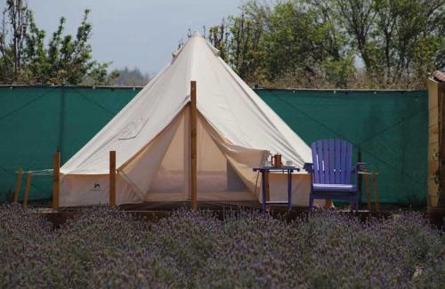 Texcoco de Mora Otro | Sueño de Lavanda en Glamping Rincón de Lavanda
