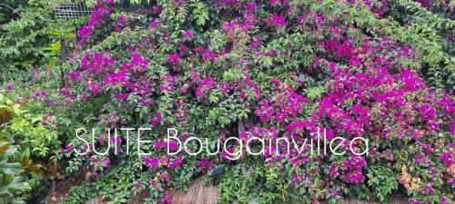 Llica d'Amunt Apartamento | SUITE Bougainvillea