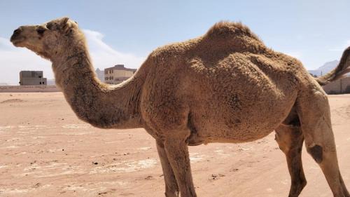 Wadi Rum Hotel | Suleman Bedouin Life Camp