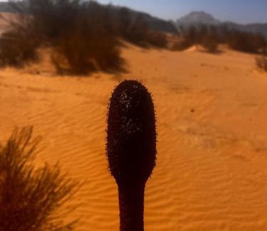 Wadi Rum Hotel | Suleman Bedouin Life Camp