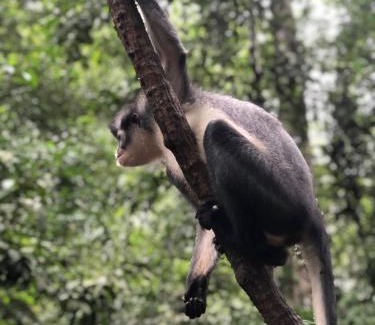 Bohorok Cabina | SumatraOrangutanDiscoveryVilla
